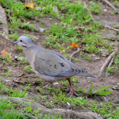 Eared Dove (2)